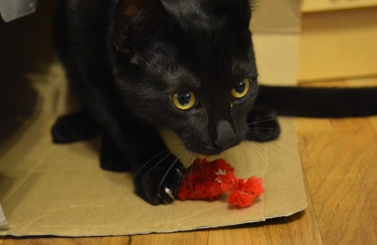 Katze mit Spielmaus