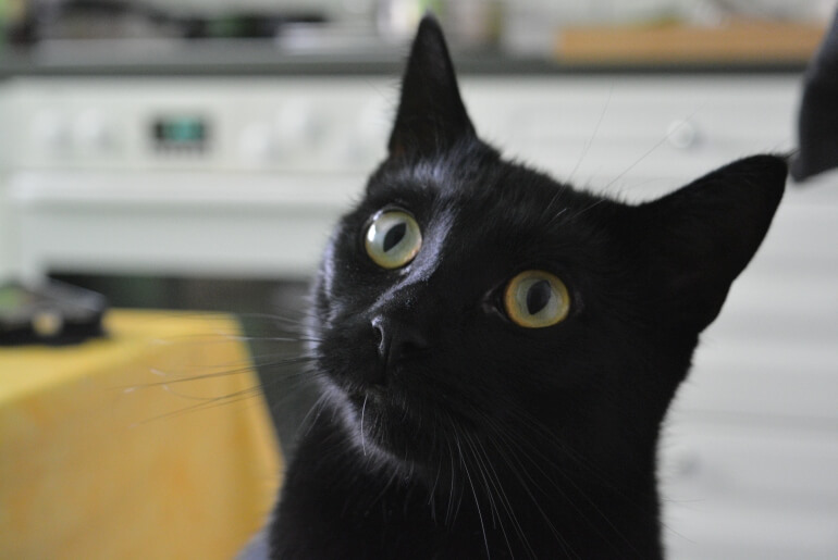 Black cat looking gormless.