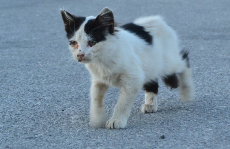 Katzenbaby mit verdreckten Augen