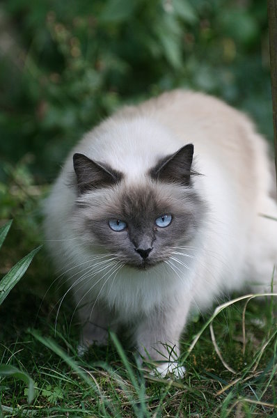 Birman cat