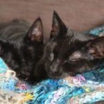 Checklist For Adopting A Cat - What To Do And Get