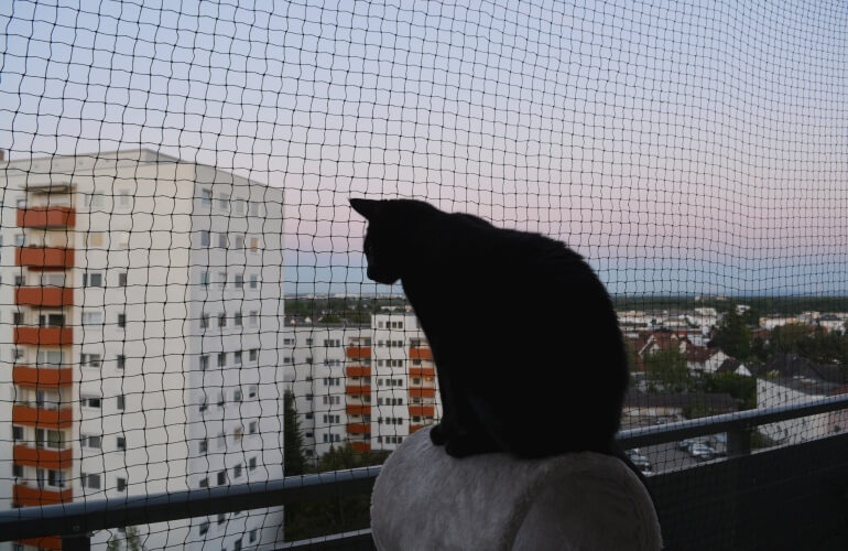 Katze auf abgesichertem Balkon