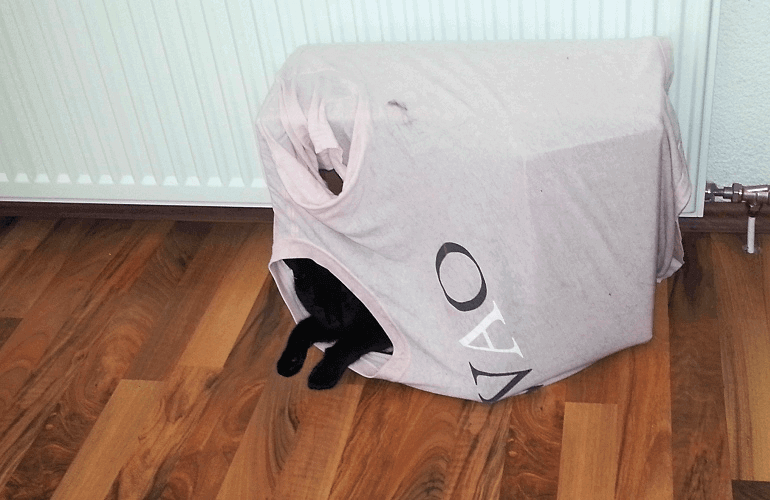 Katze in Karton mit T-Shirt
