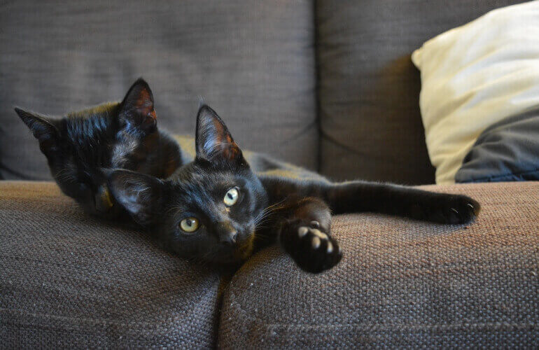 Zwei Katzen auf Sofa