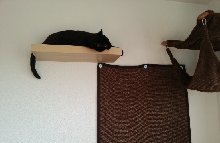 A cat on a shelf with a climbing carpet