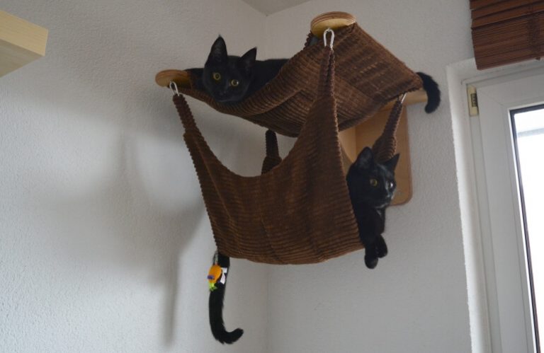 Cats testing their cat hammock.