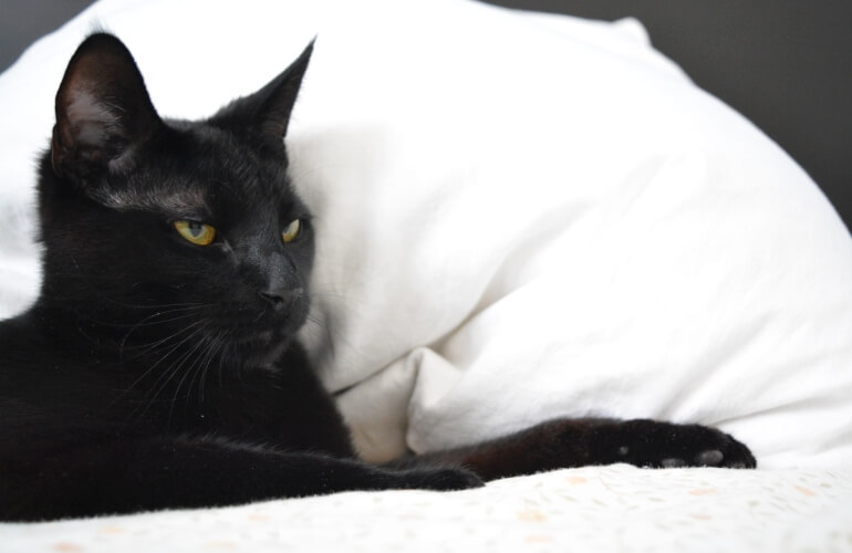 Cat in a bed