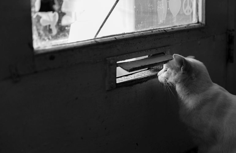 Cat looking outside through a mail slot