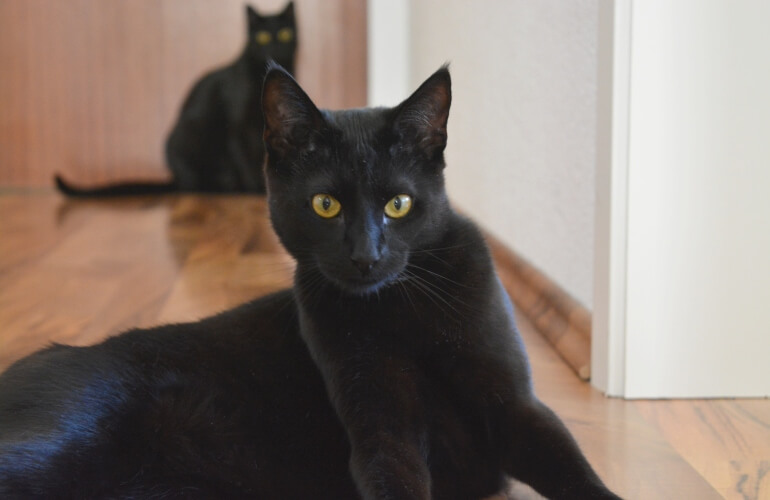 Two black cats in a hallway