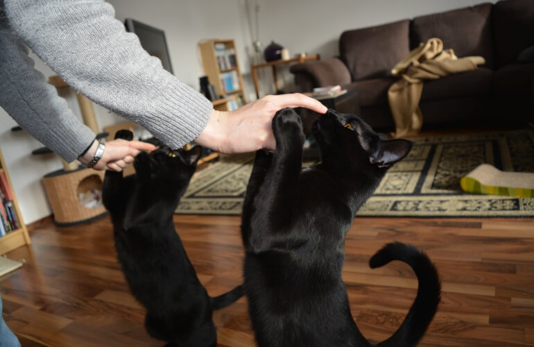Two cats touching a human's hands.
