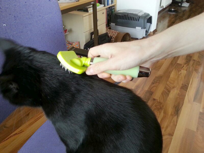 A cat being brushed with a slicker brush.