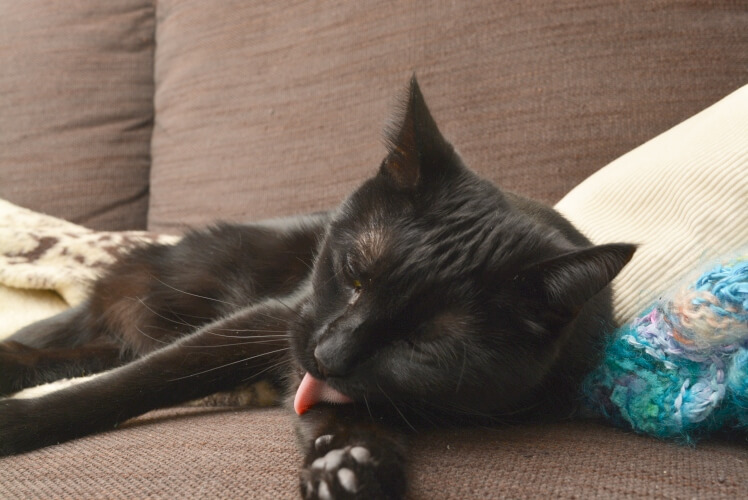 Black cat on a sofa licking itself.