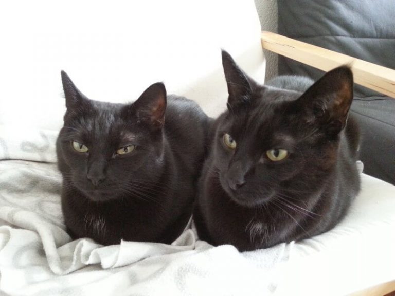 Two black cats on a chair