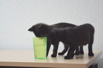 Cats drinking water