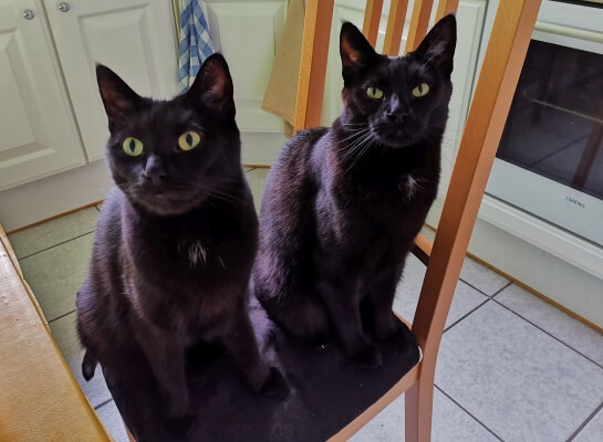 Two cats on a chair