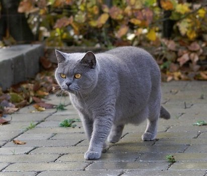 Grey chubby cat with orange eyes