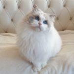 The Top 6 Most Popular Cat Breeds (With Pictures)