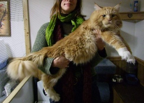 A woman holding a very large orange cat.