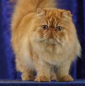 A fluffy cat with a flat, squished face (a Persian cat)