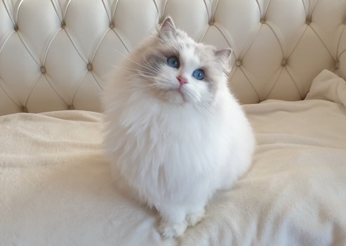 Eine Ragdoll-Katze mit blauen Augen