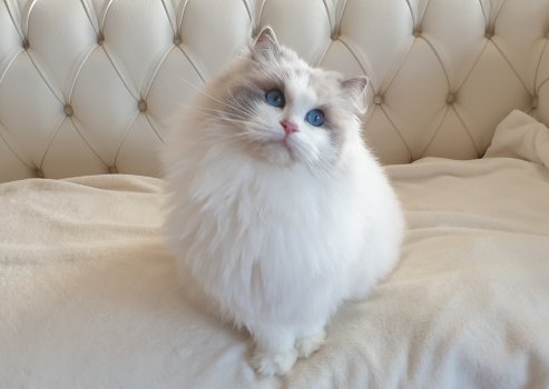 White fluffy cat with blue eyes