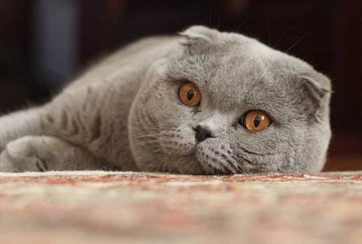 Grey cat with folded short ears and orange eyes