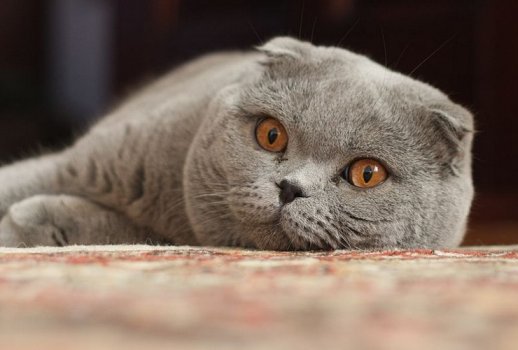 Die Katzenrasse Scottish Fold oder schottische Faltohrkatze