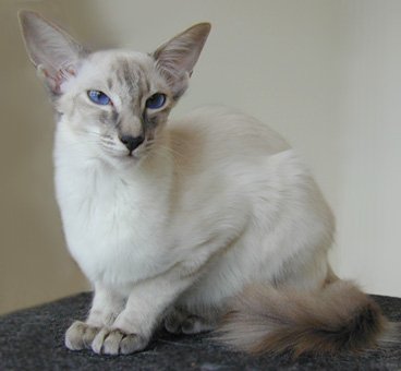 A thin sphinx-like cat with pointy ears and a small face with blue eyes.